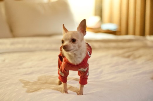 Mason Stopping to pose for a shot in his jammies on our bed in the Bell Rock Inn.